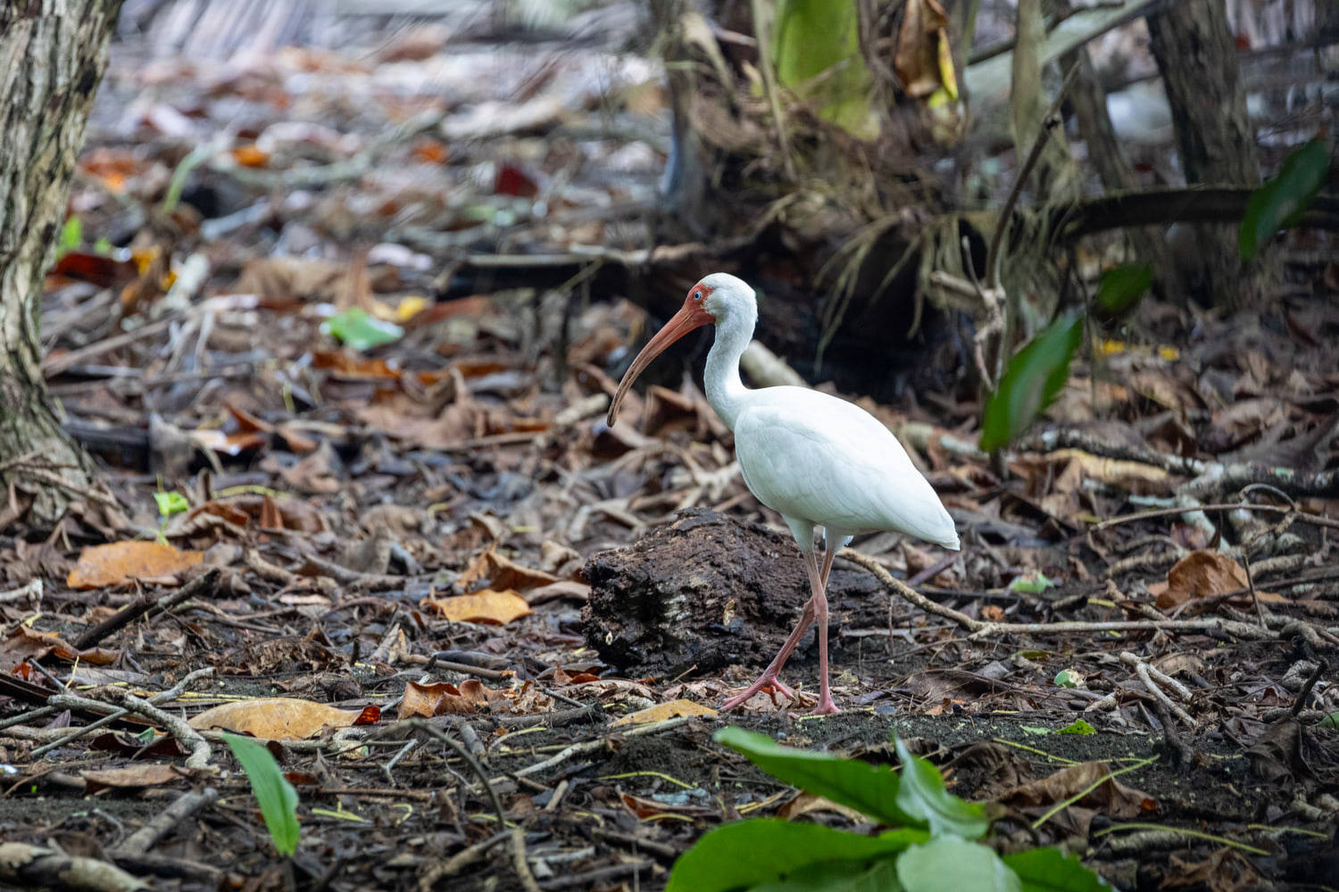 White ibis