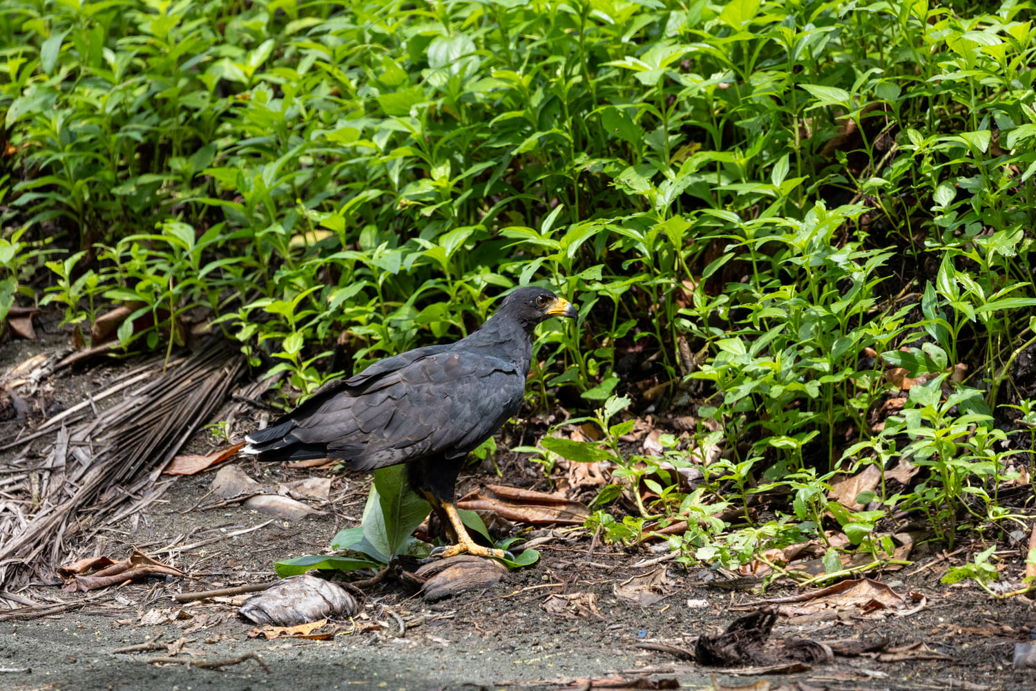 Common black hawk