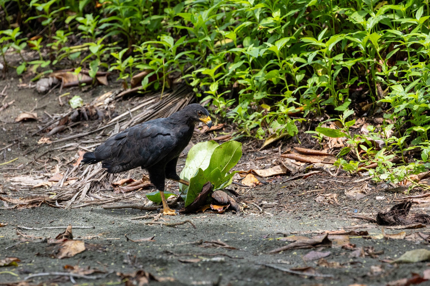 Common black hawk