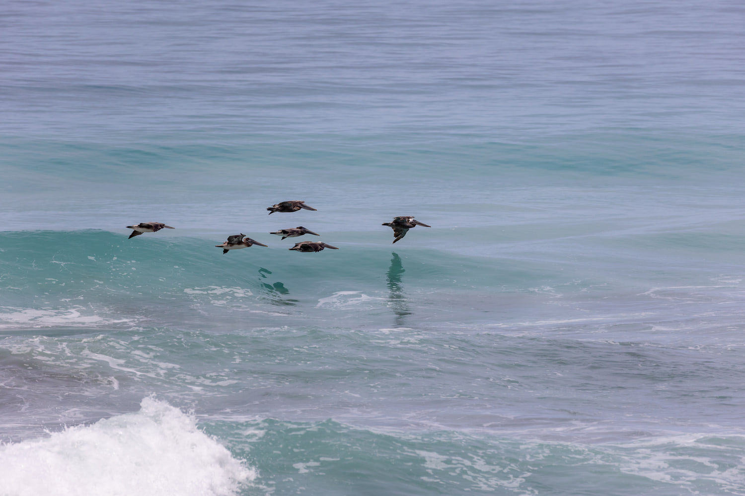 Brown pelicans