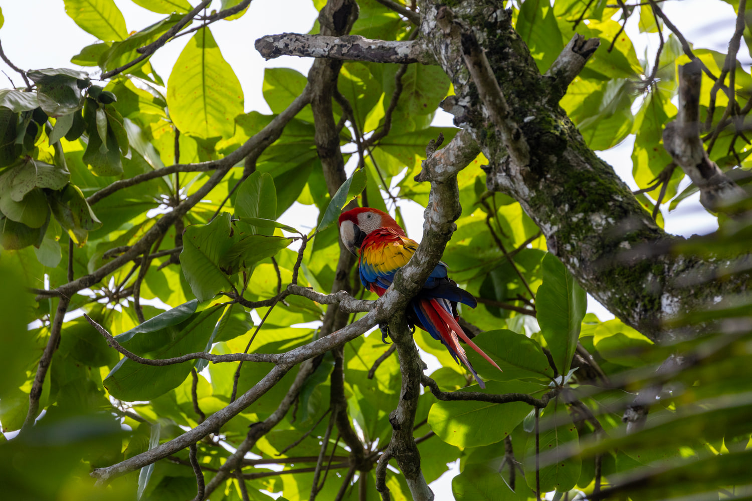 Scarlet macaw