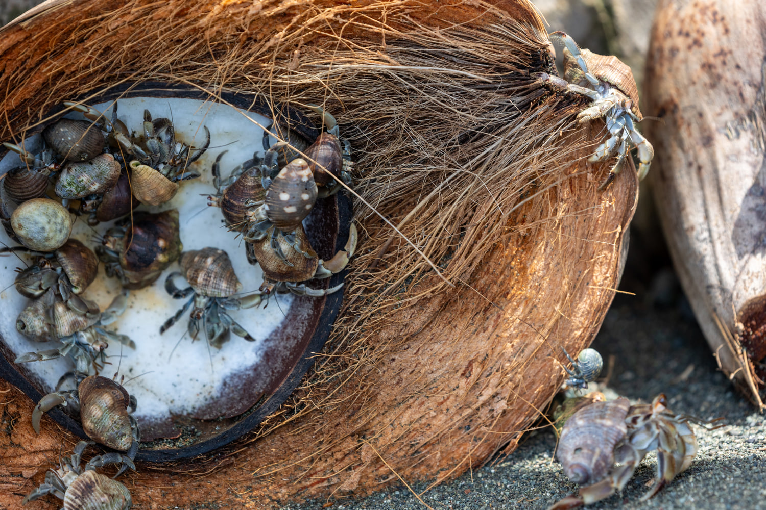 Hermit crabs