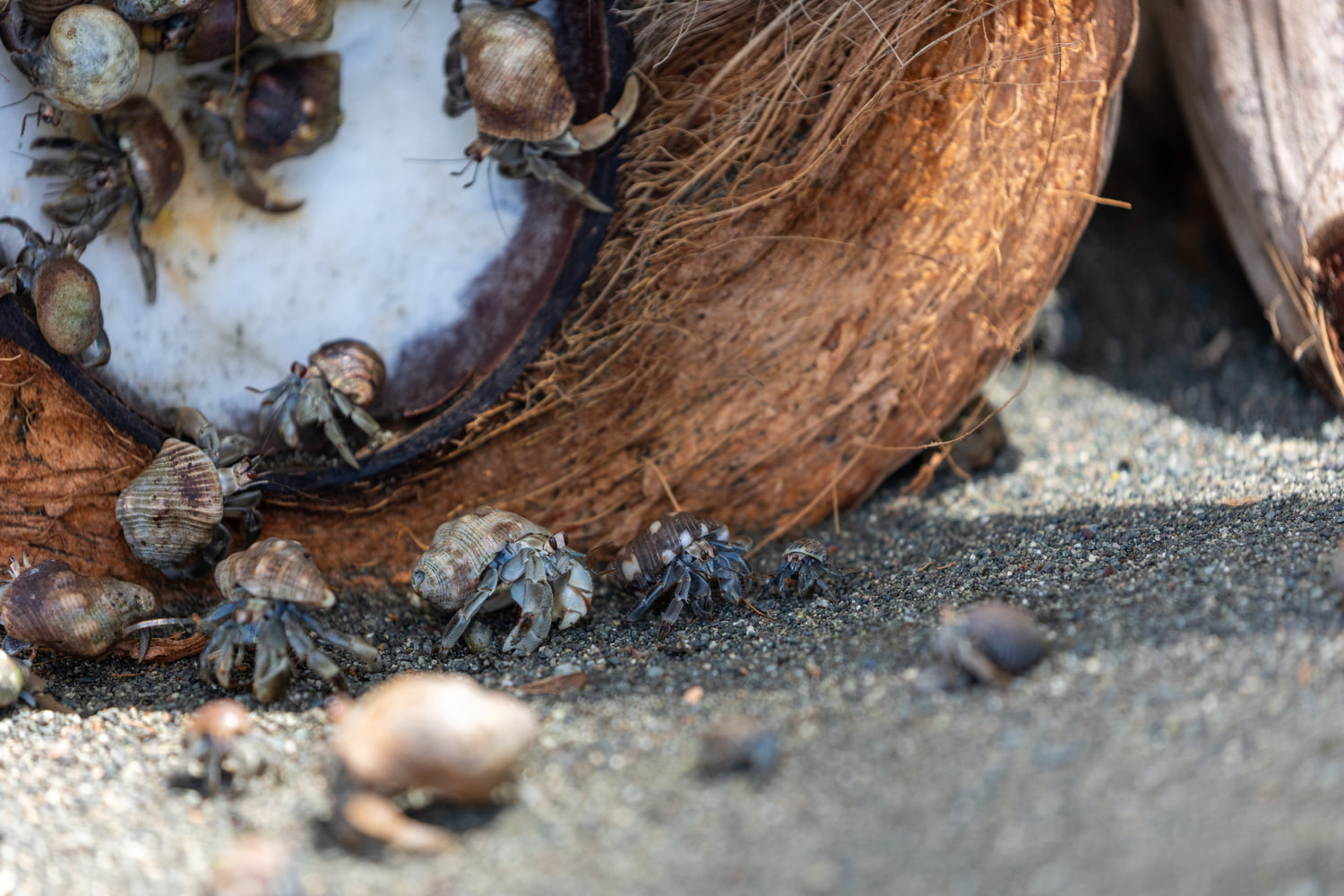 Hermit crabs