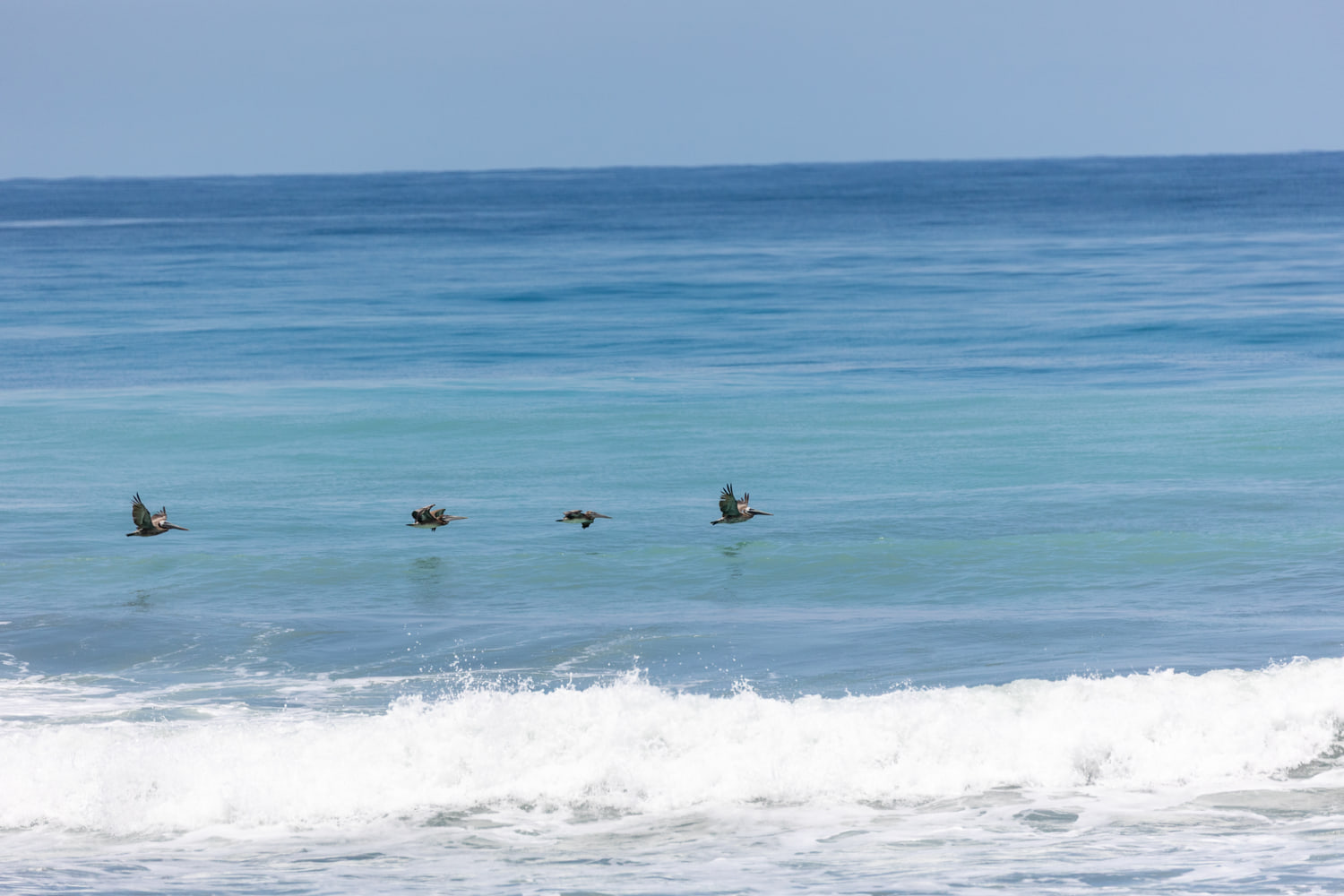 Brown pelicans