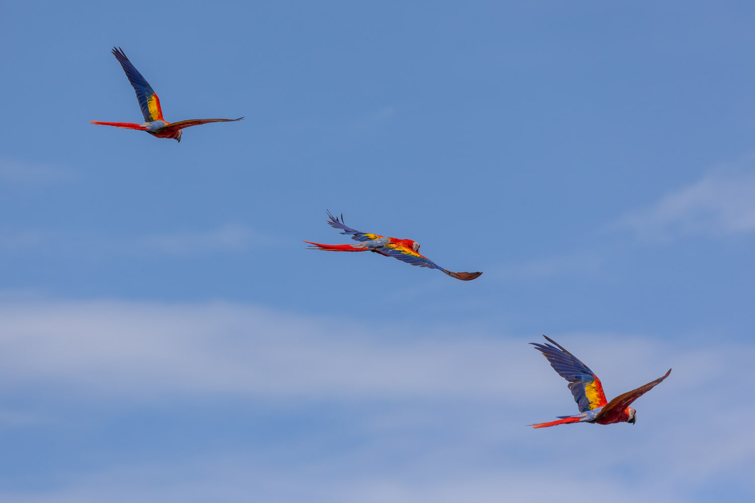 Scarlet macaws in flight
