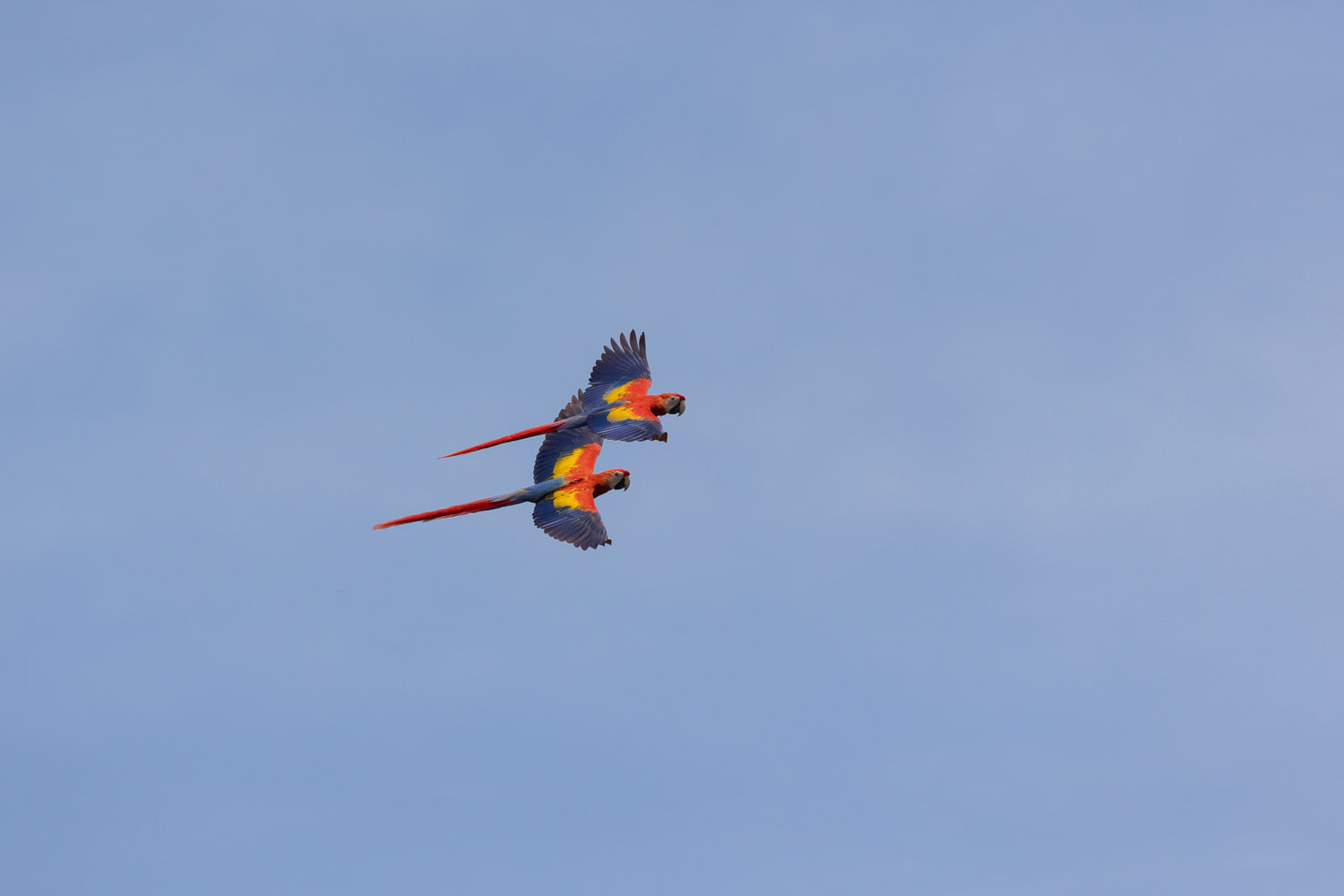 Scarlet macaws in flight