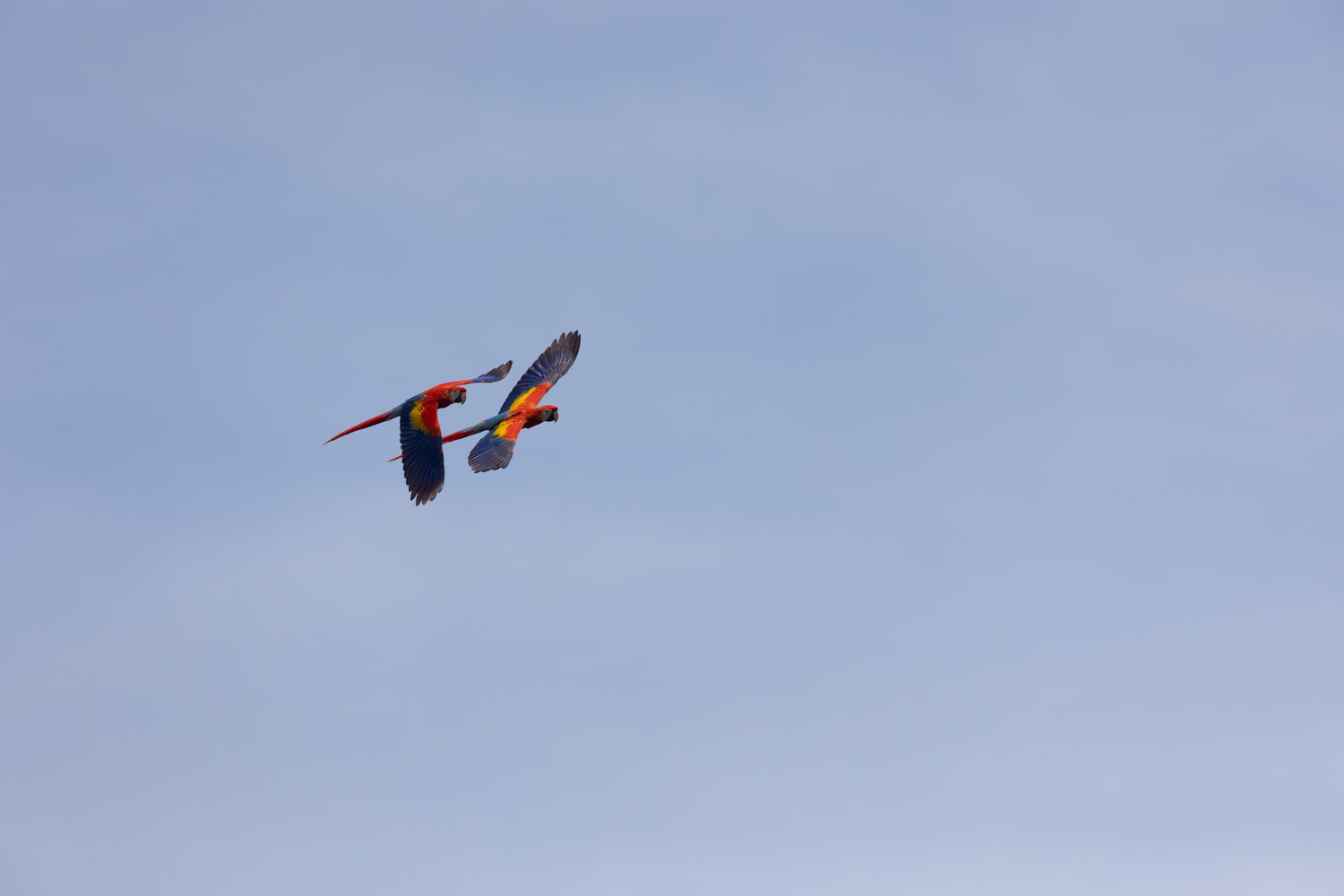 Scarlet macaws in flight