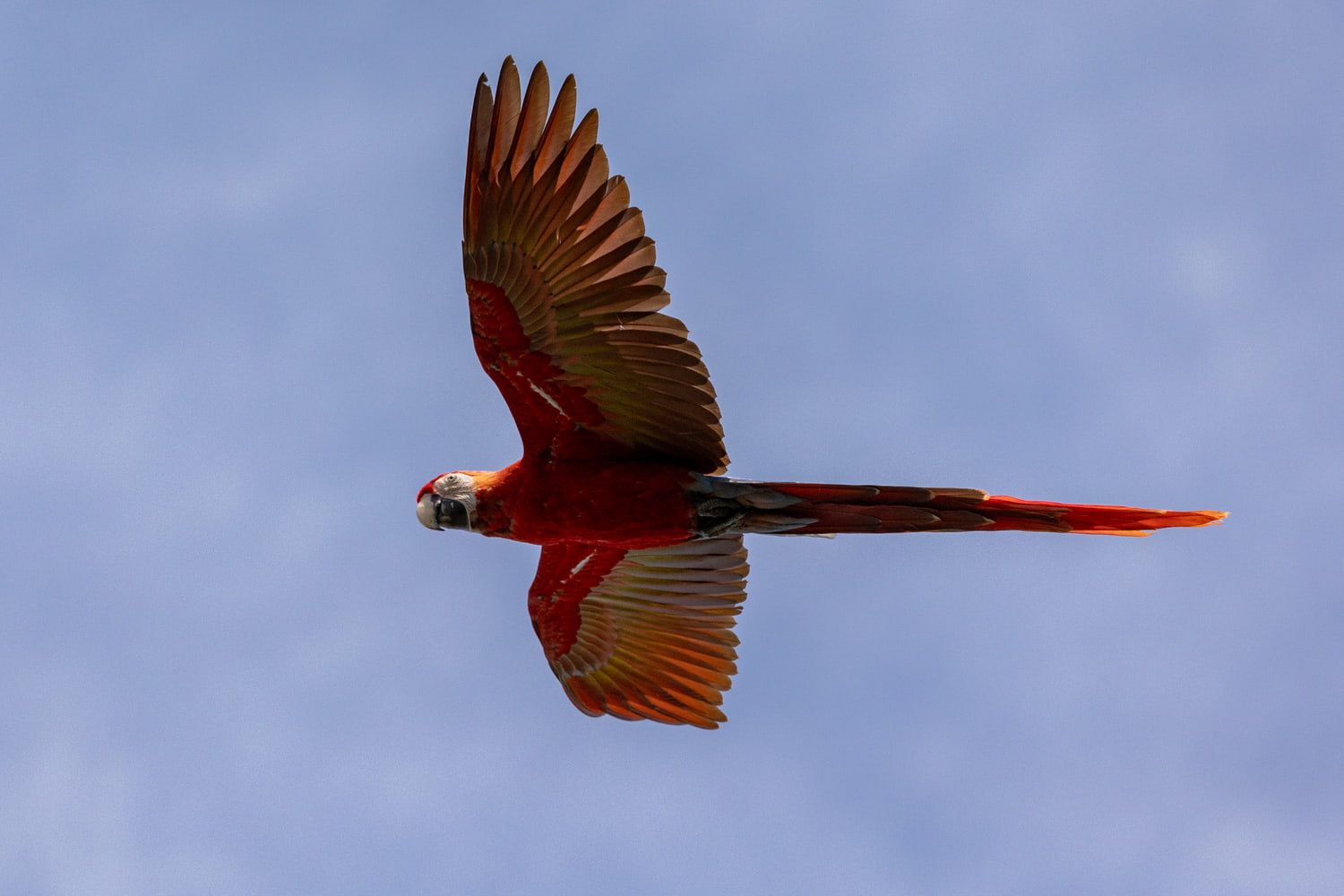 Scarlet macaws in flight