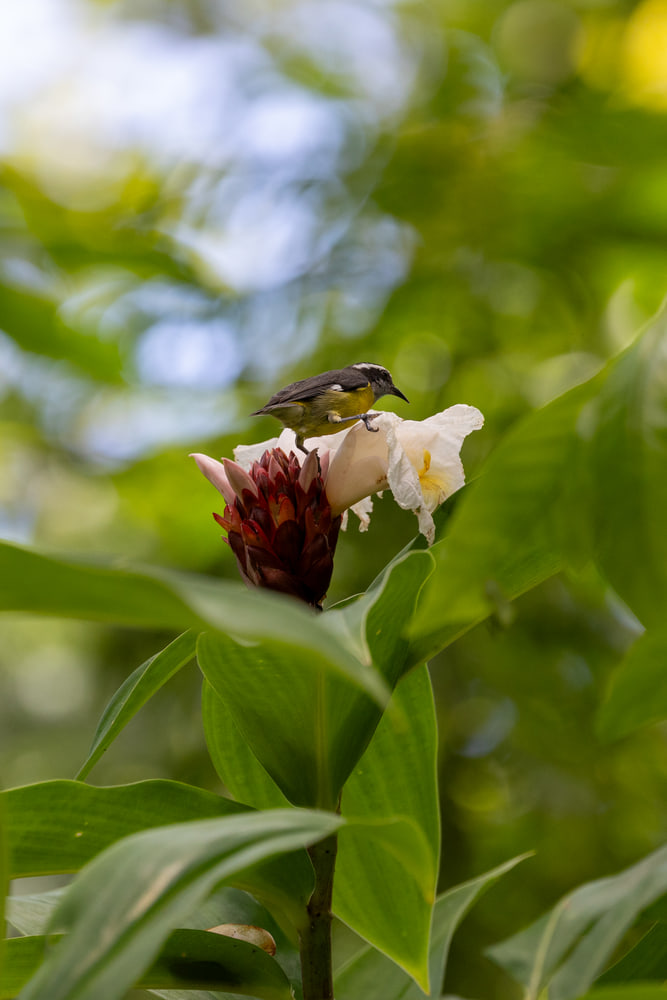 Costa Rica