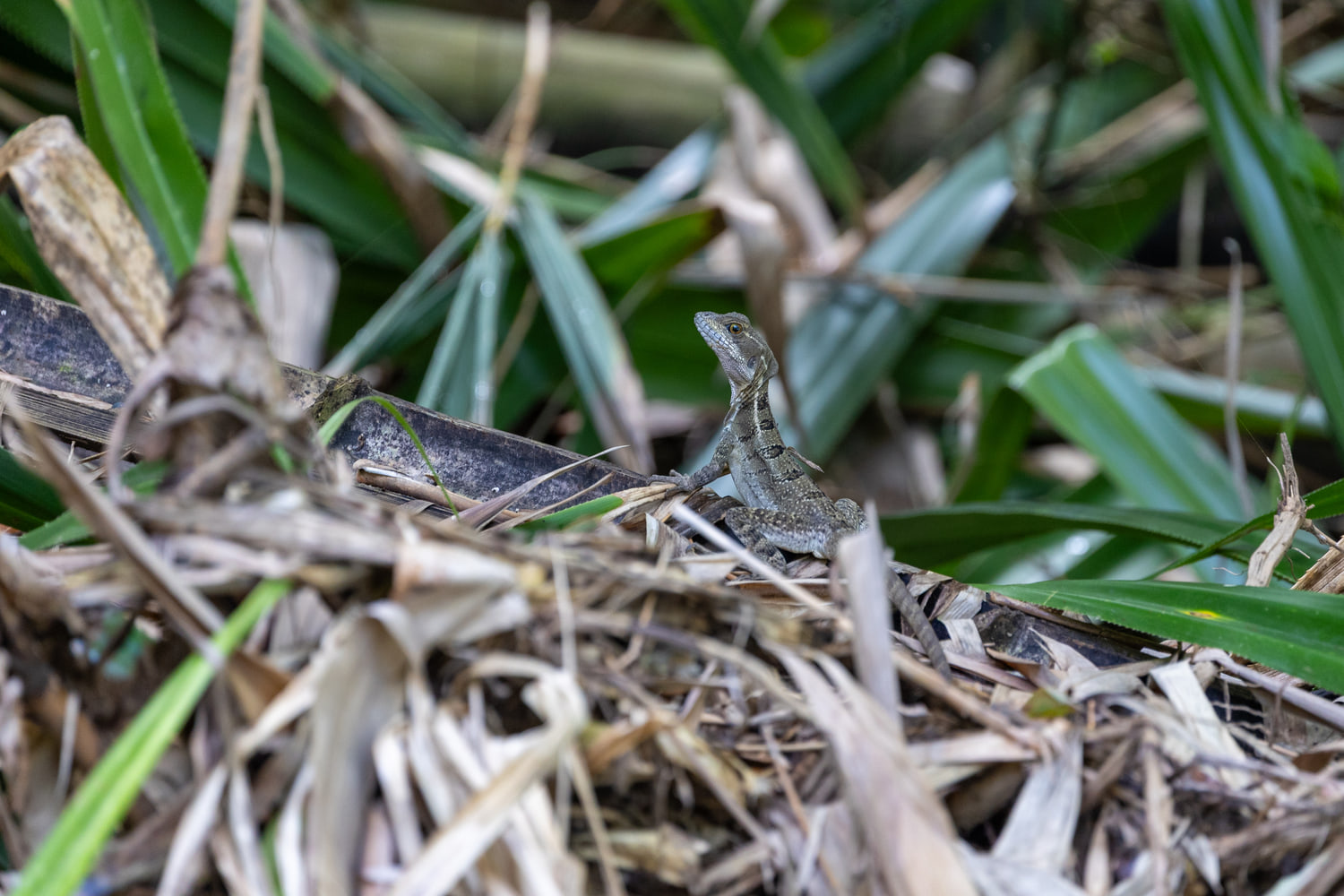Basilisk lizard
