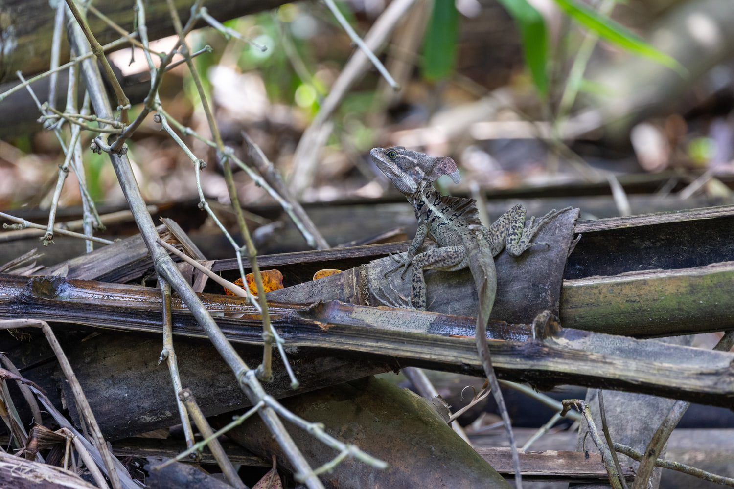 Basilisk lizard