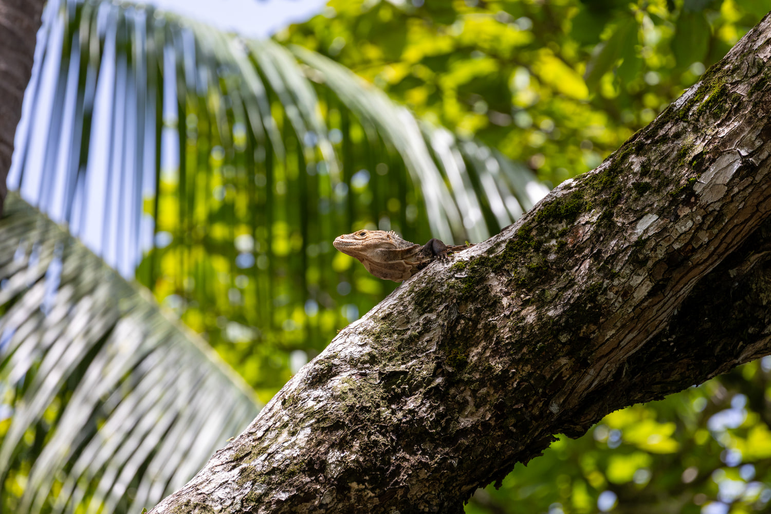Costa Rica