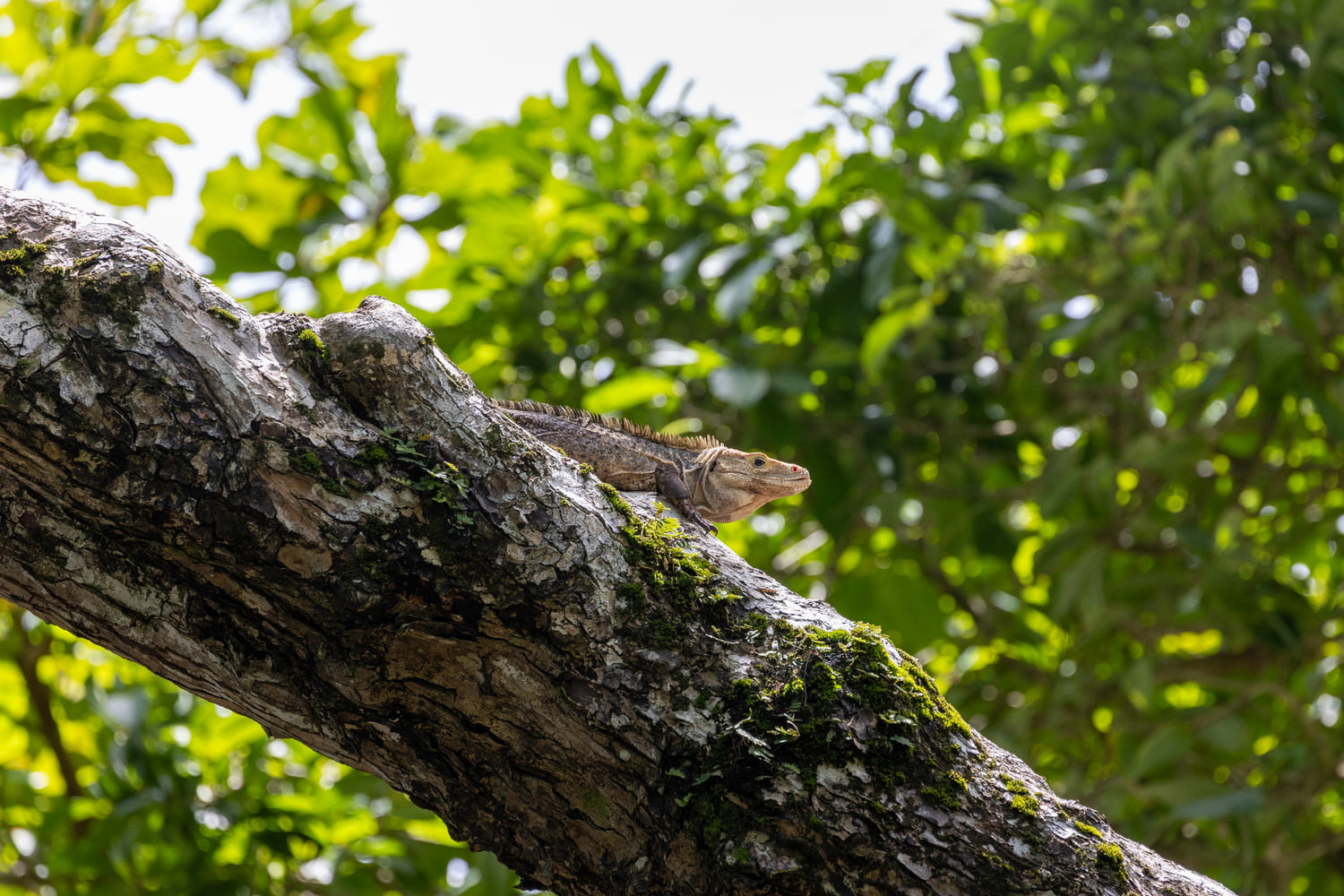 Costa Rica