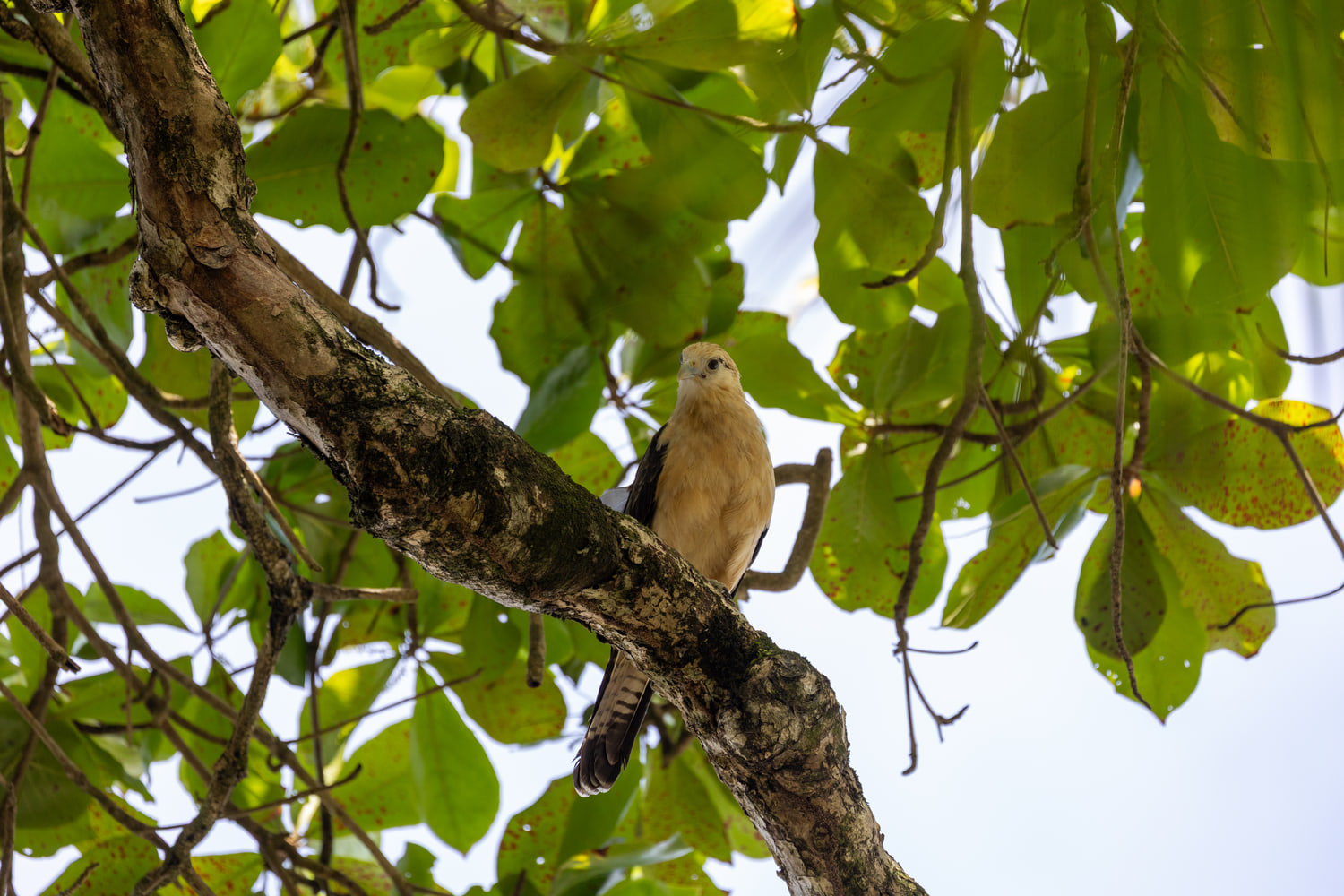 Costa Rica