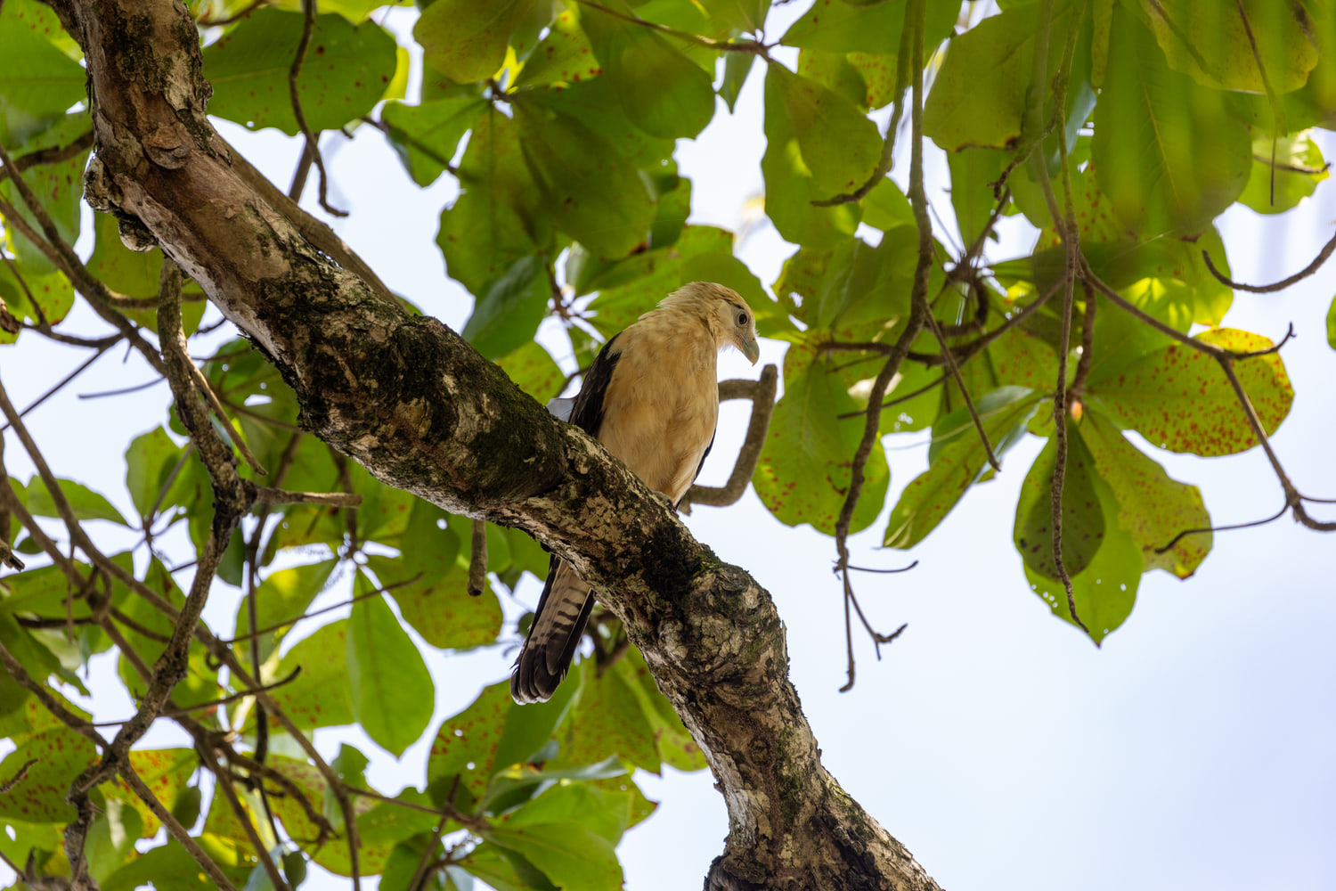Costa Rica