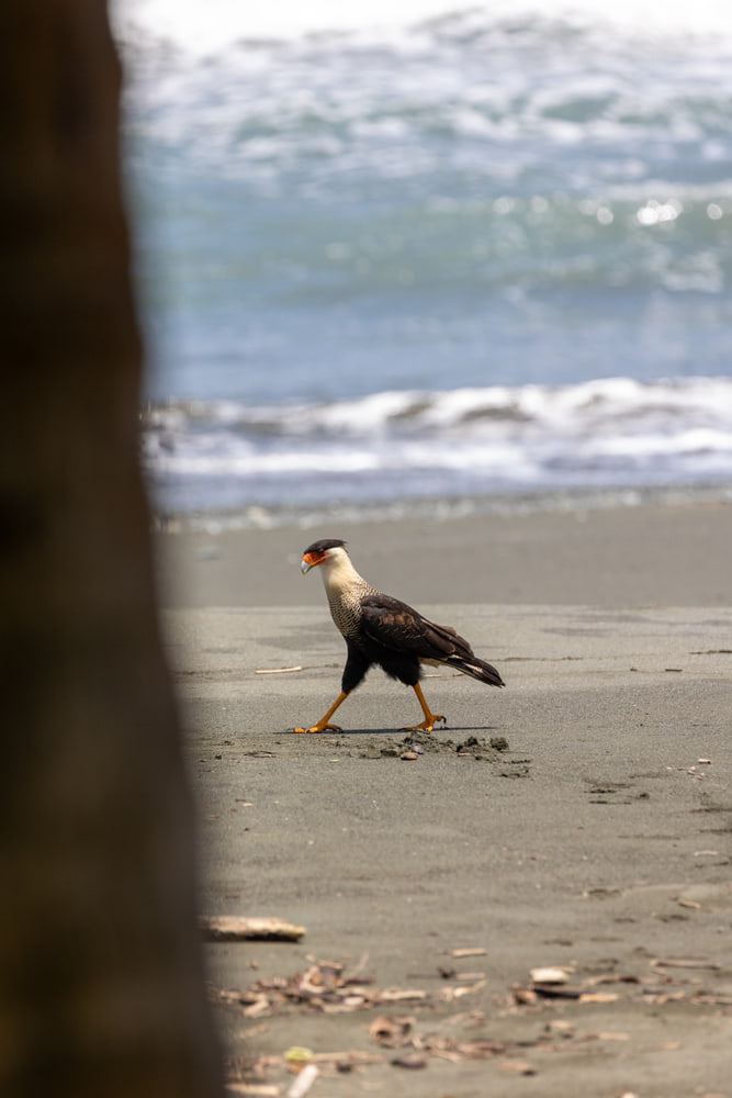 Crested caracaras