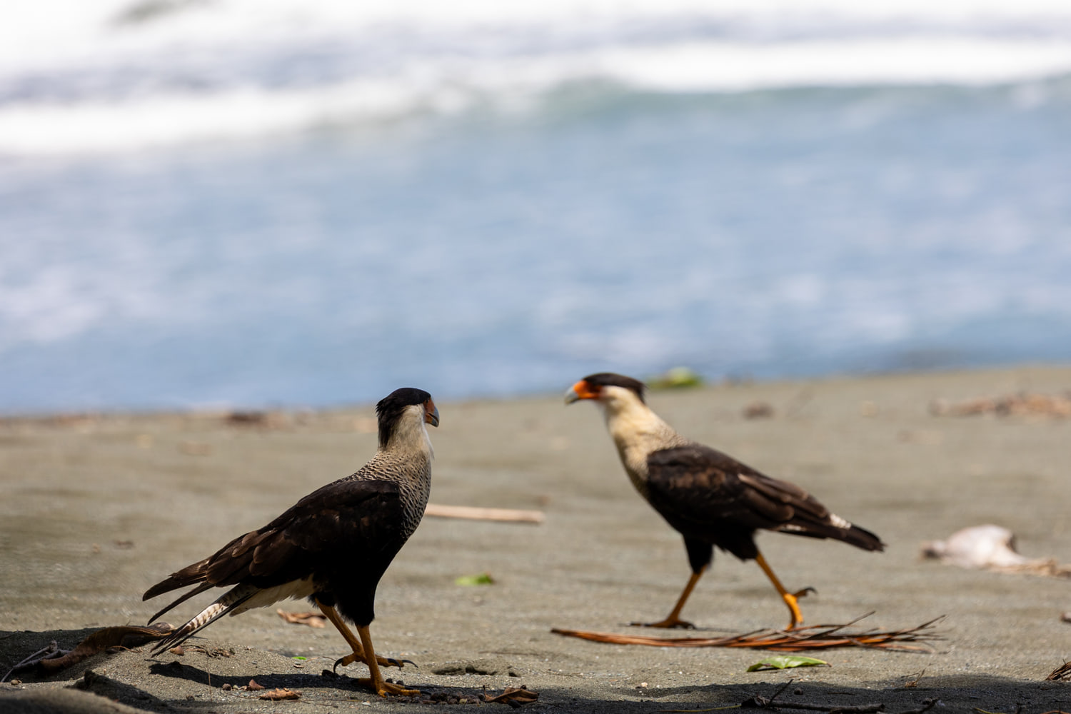 Crested caracaras