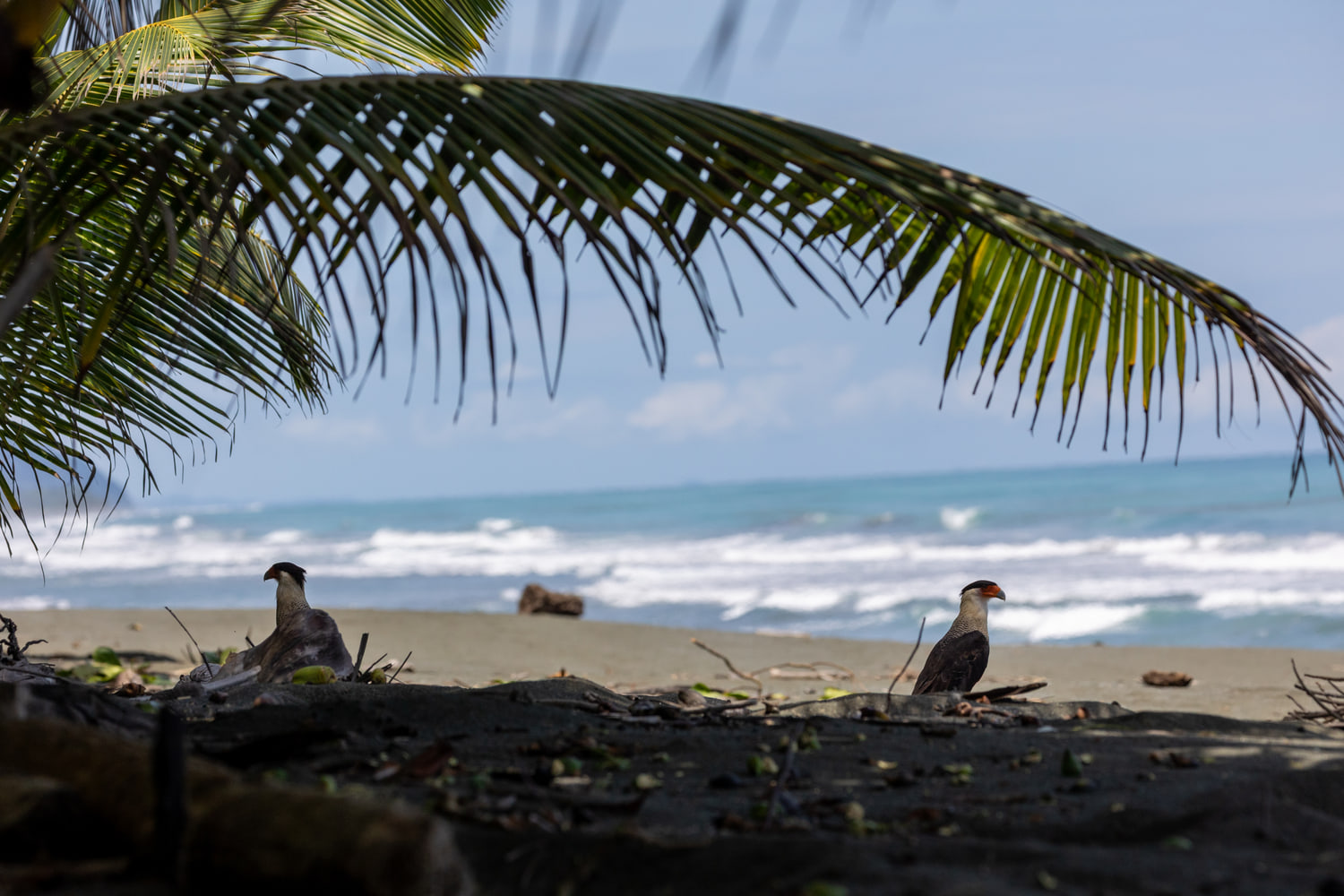Crested caracaras