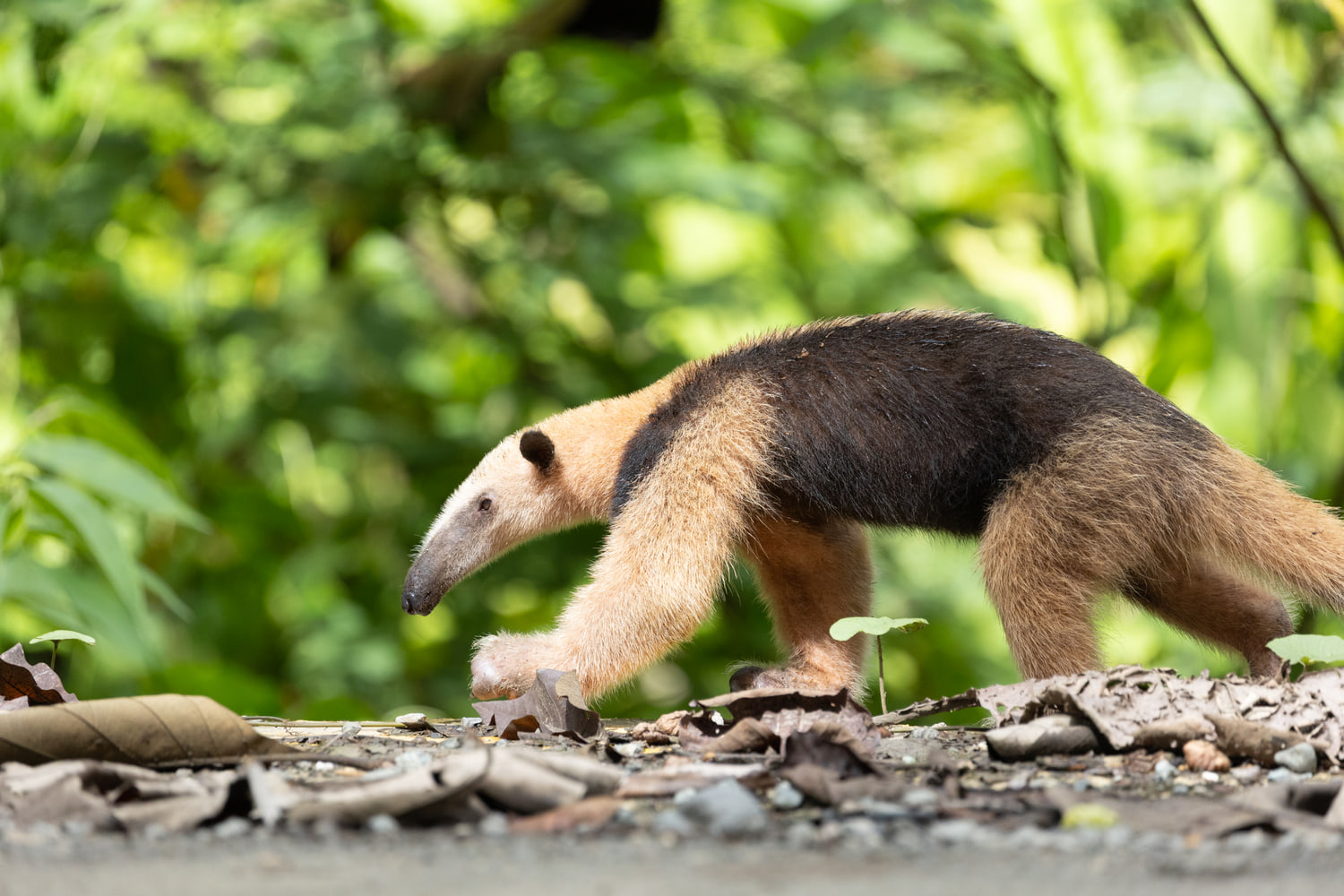 Northern tamandua
