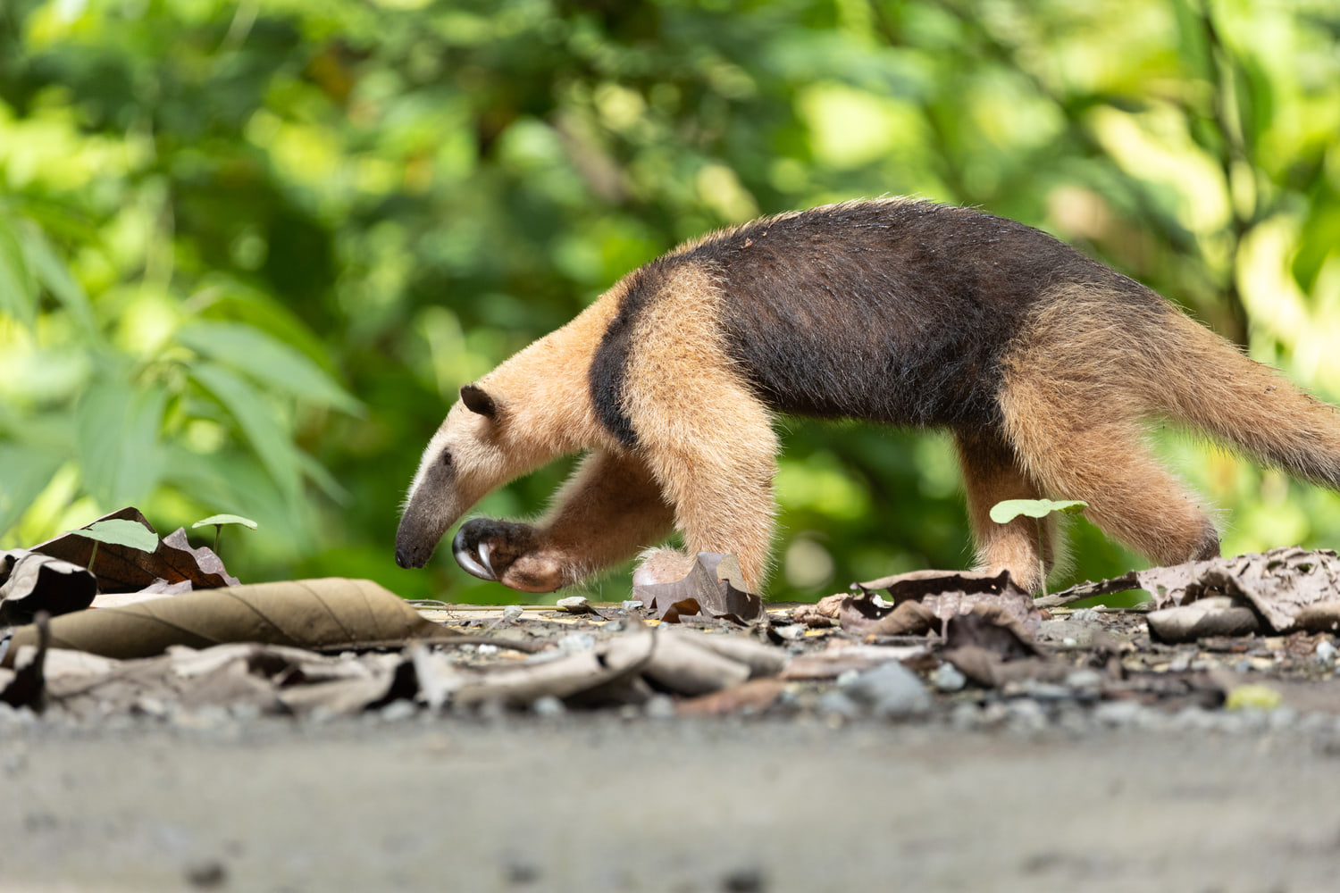Northern tamandua