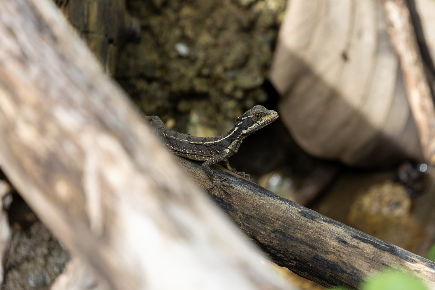 Basilisk lizard