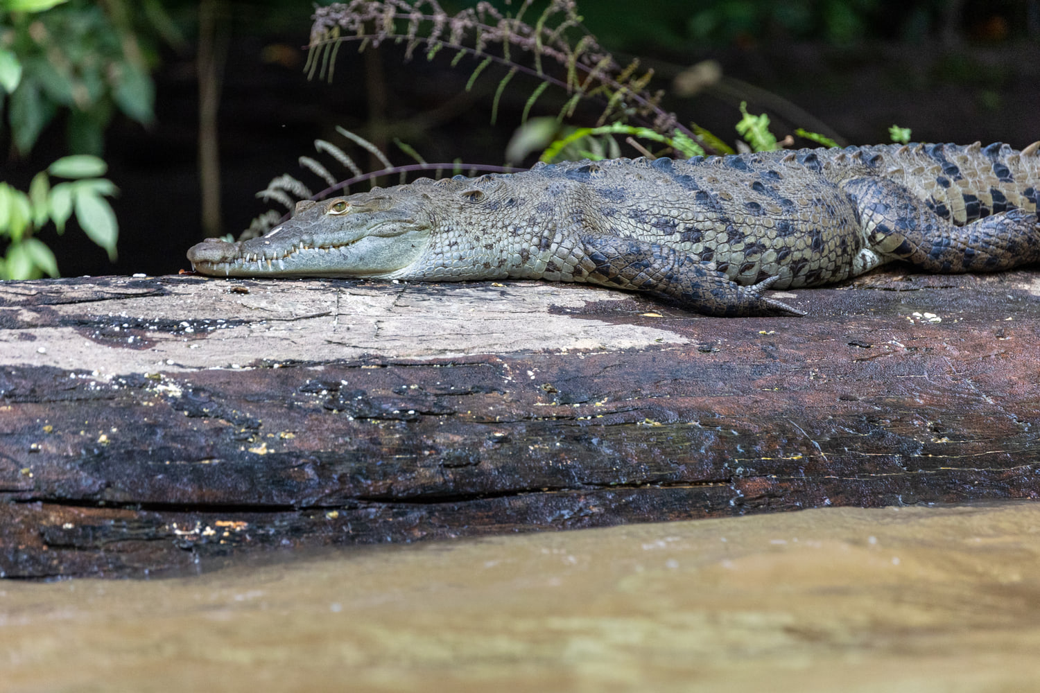 American crocodile