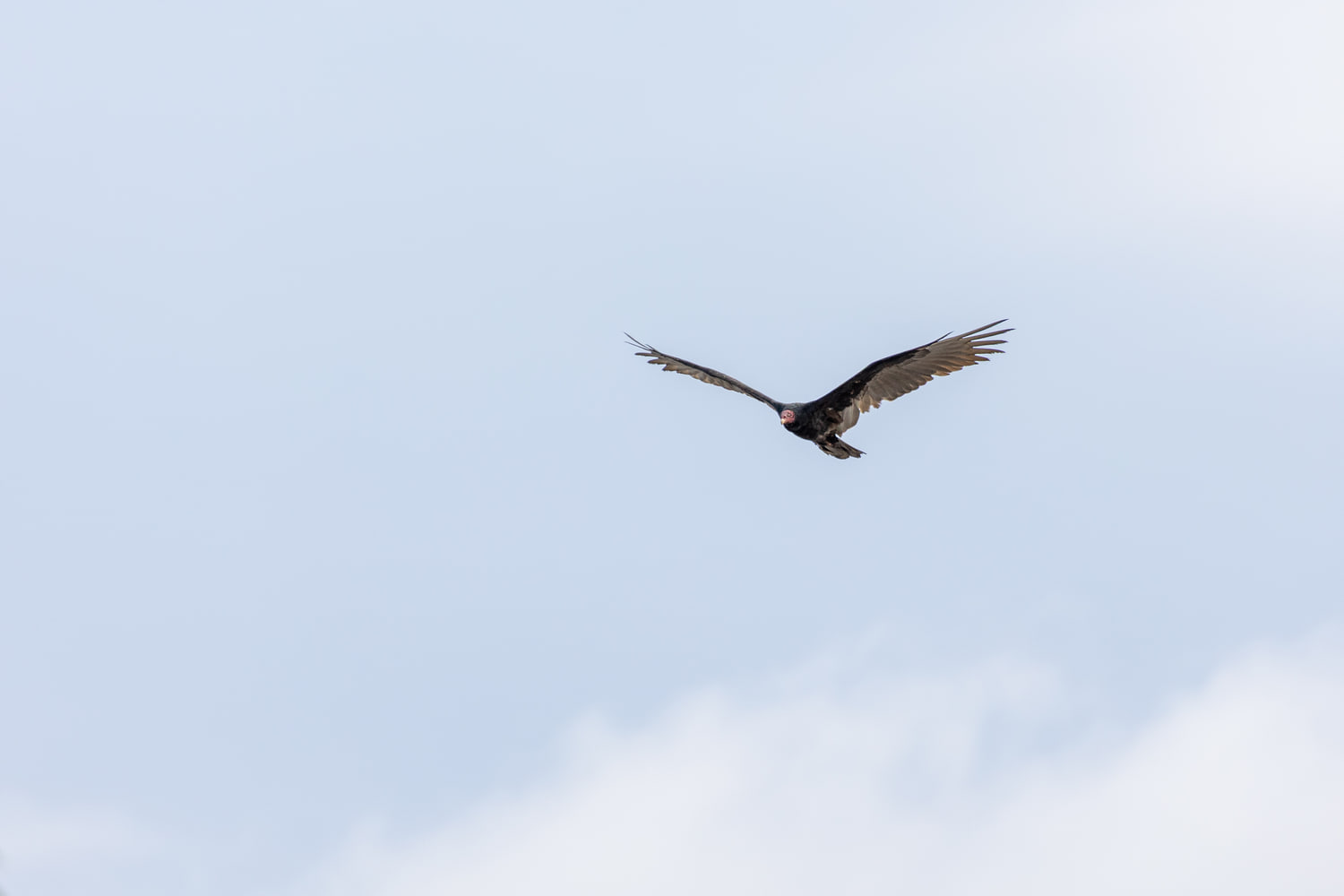 Turkey vulture
