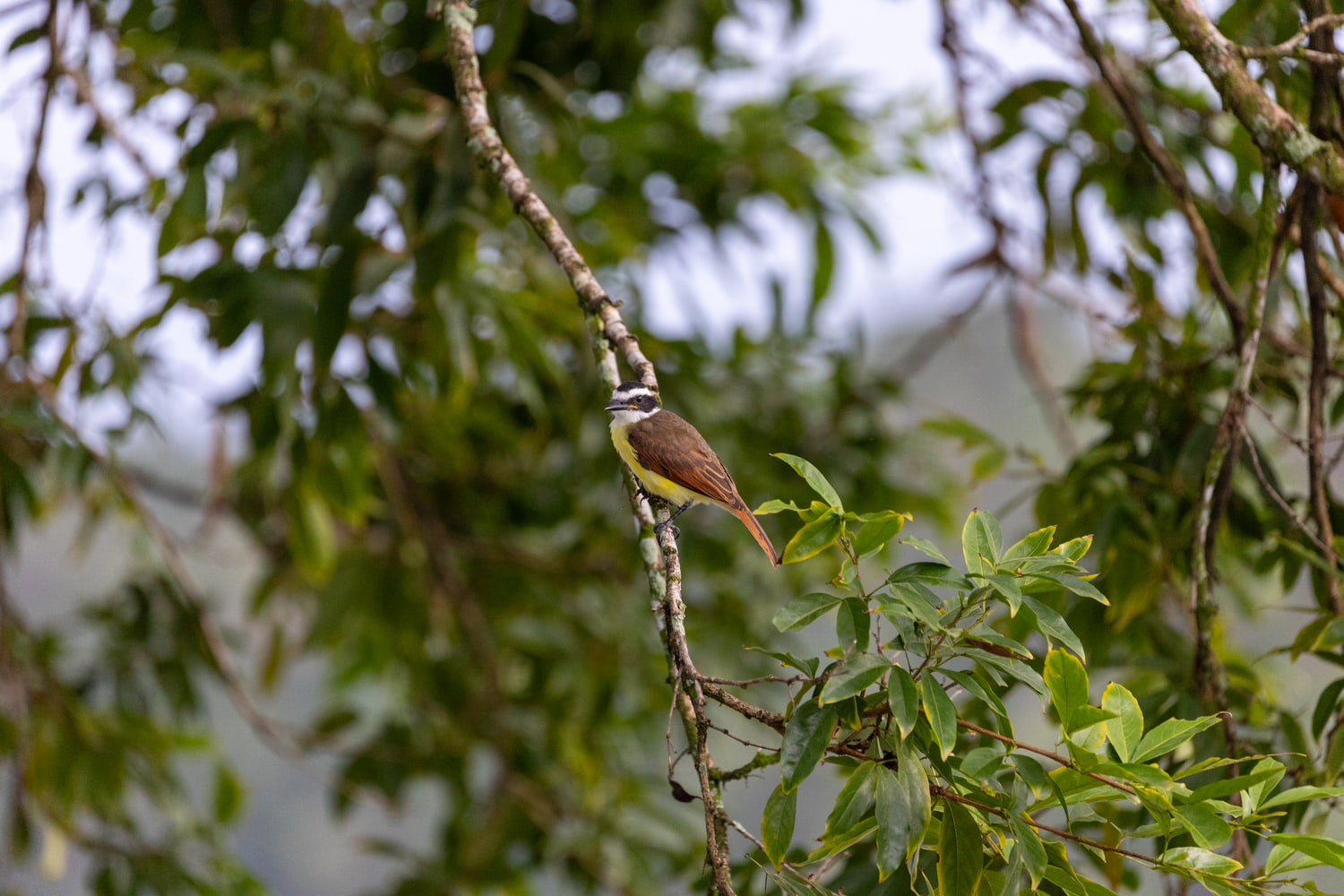Great kiskadee