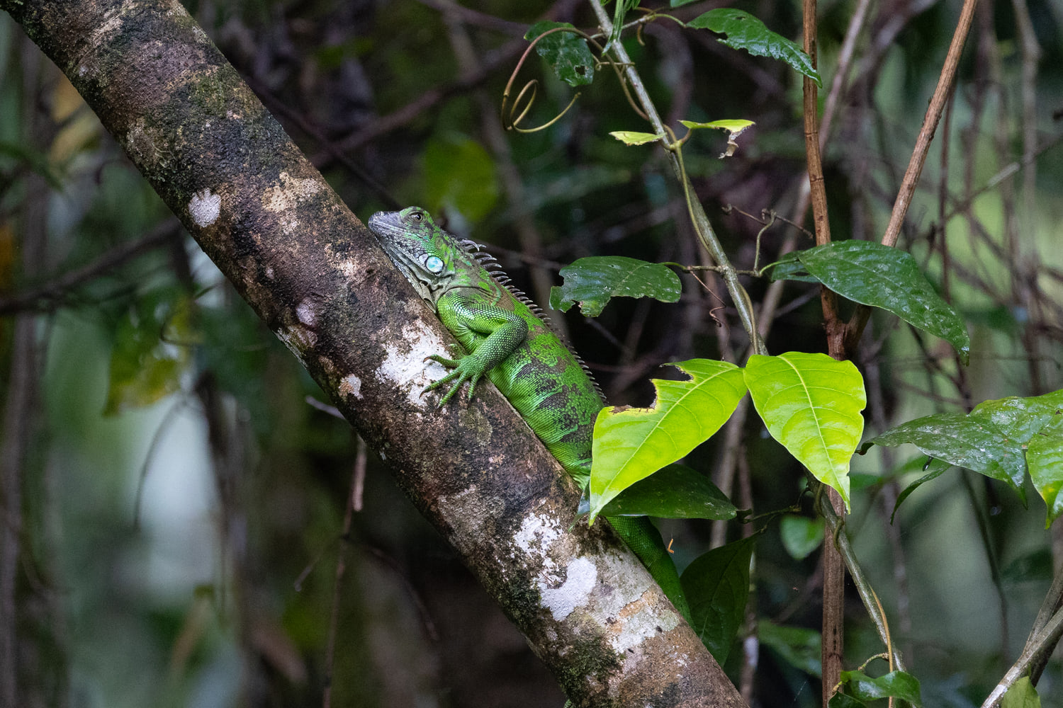 Green iguana