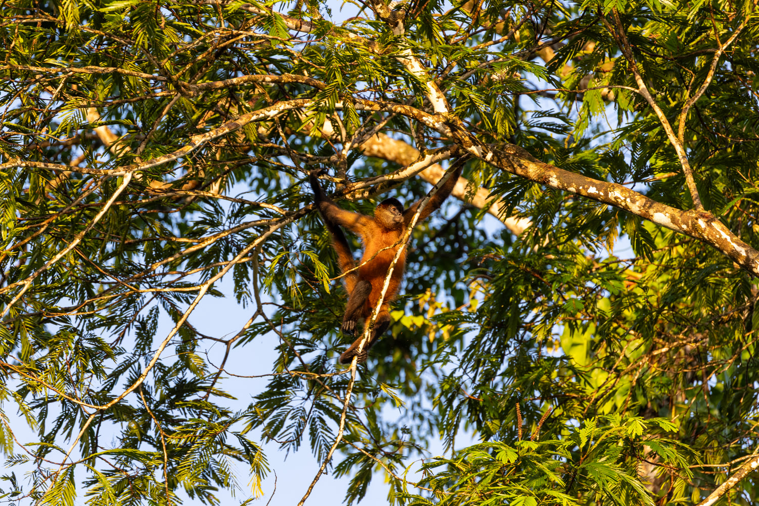 Spider monkey