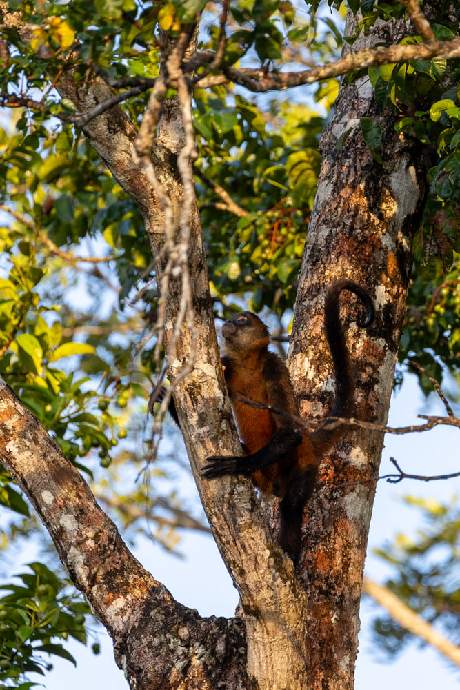 Spider monkey