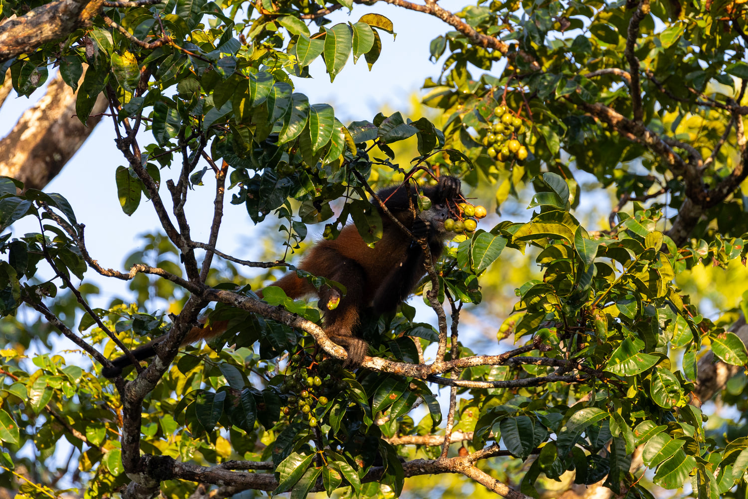 Spider monkey