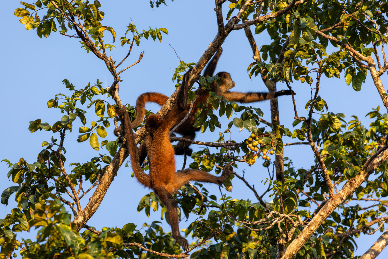 Spider monkey