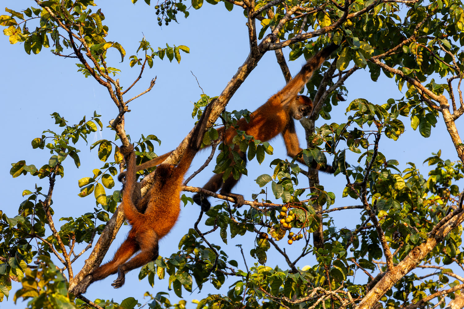 Spider monkey