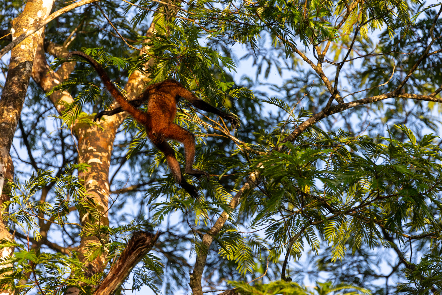 Spider monkey