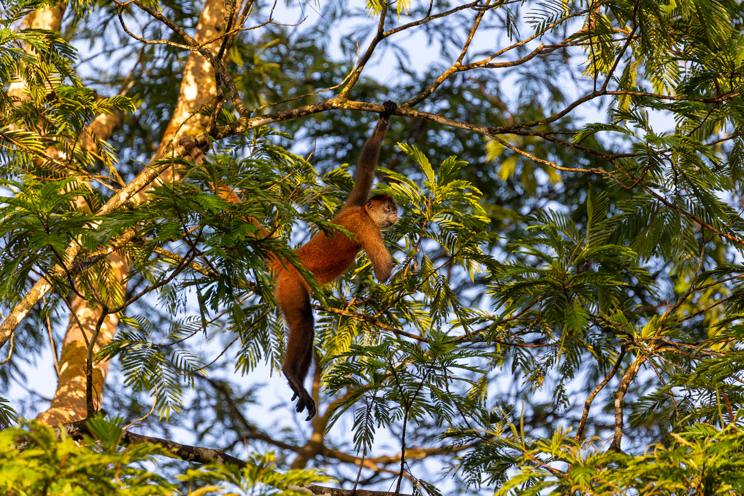 Spider monkey