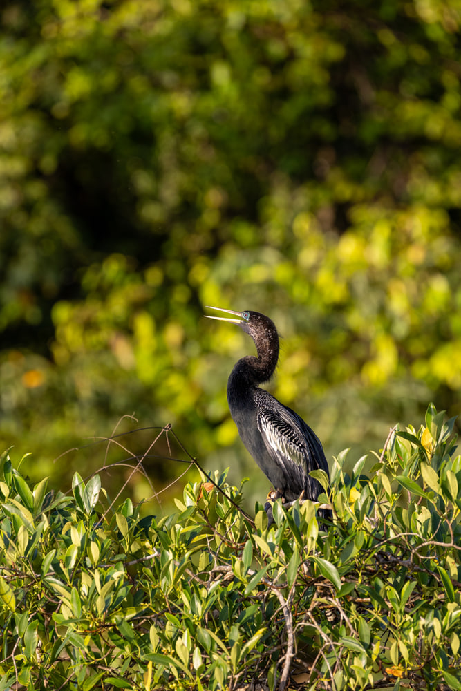 Anhinga