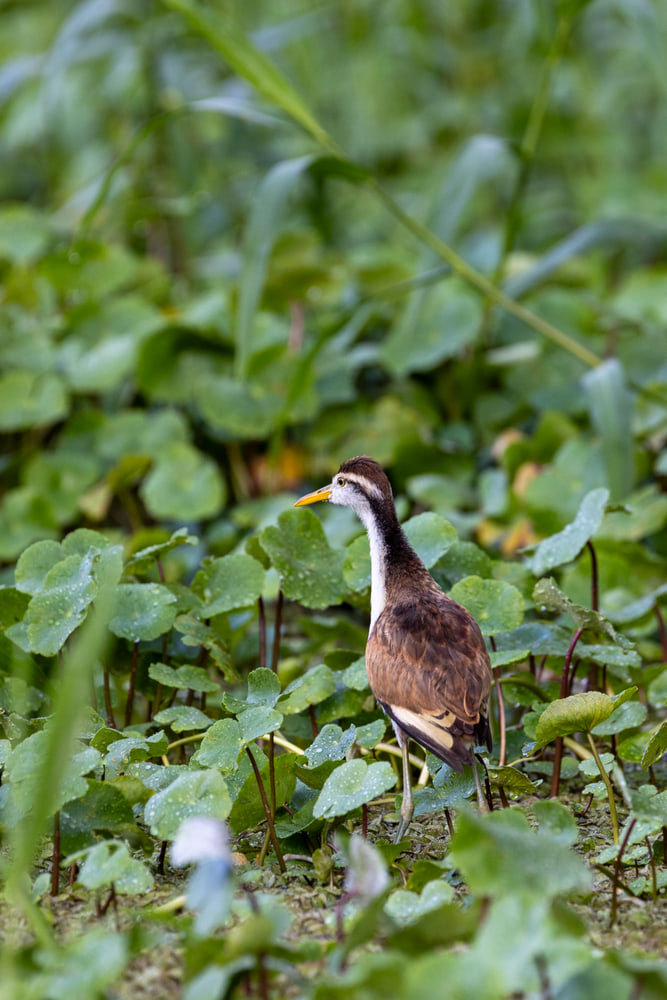 Northern jacana