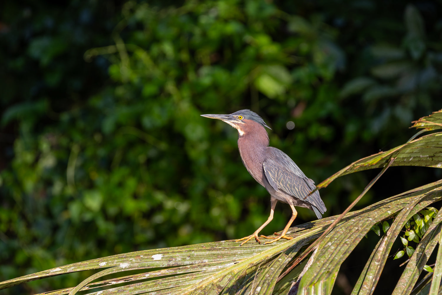 Green heron