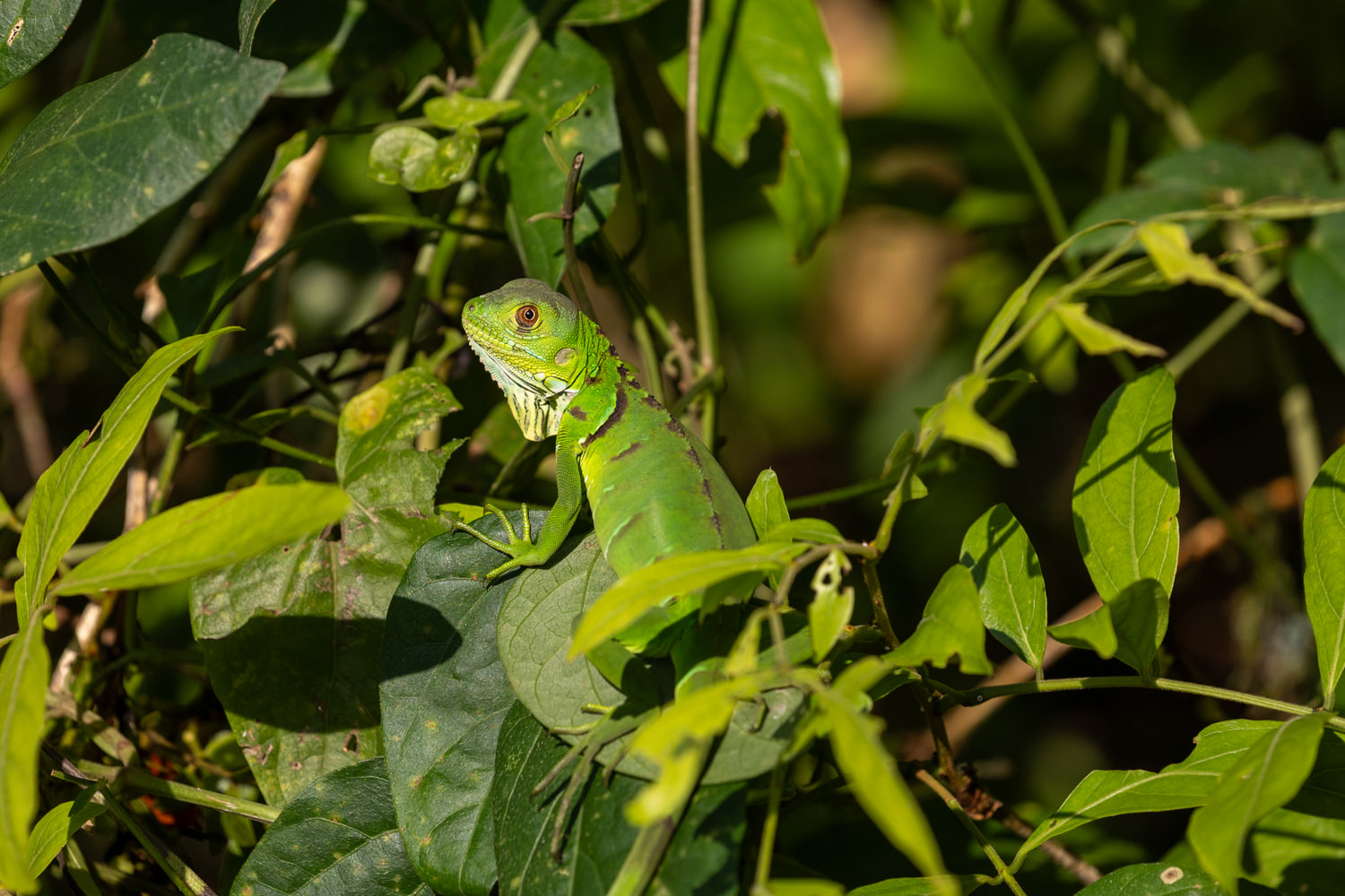 Green iguana