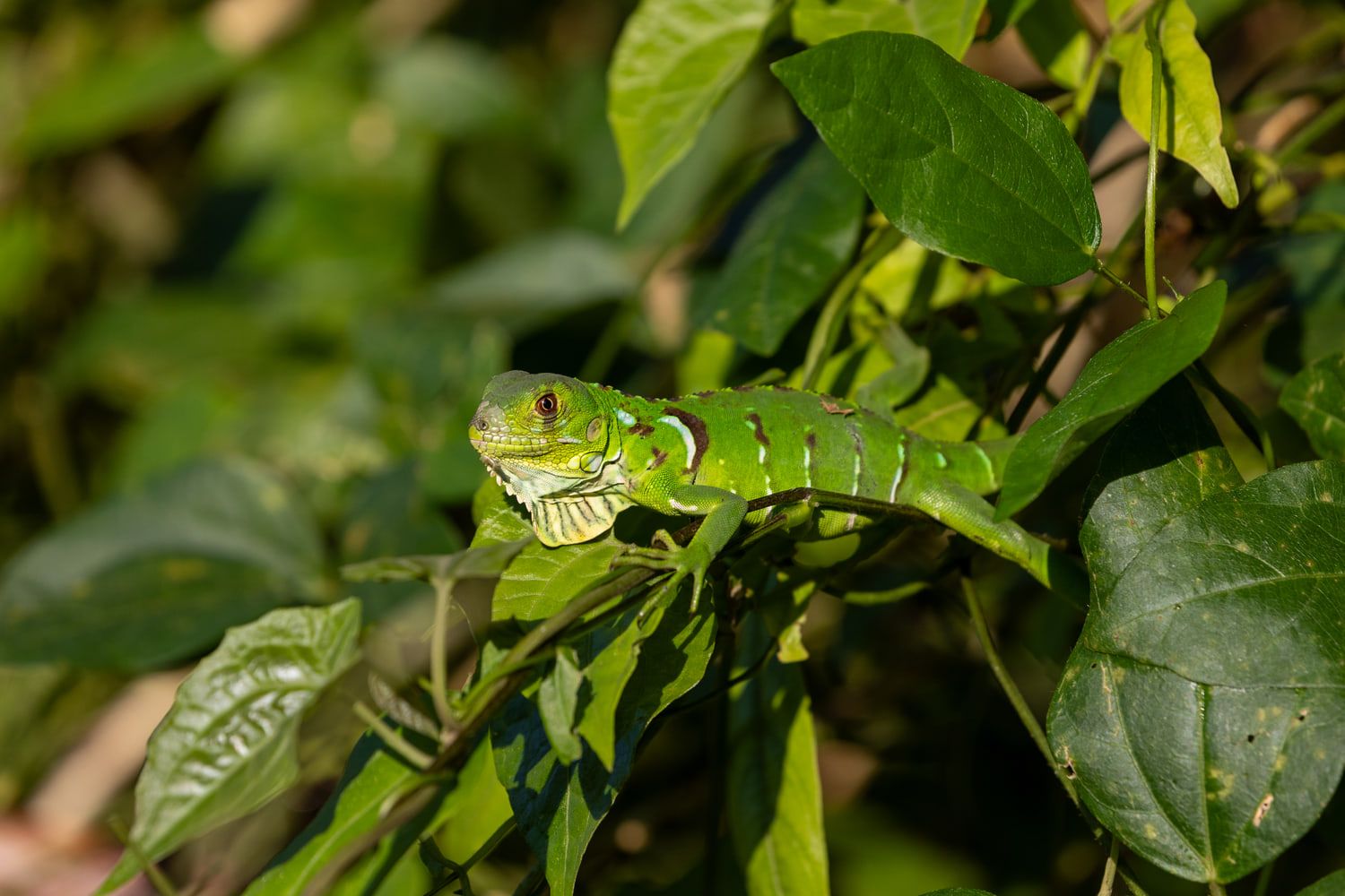 Green iguana