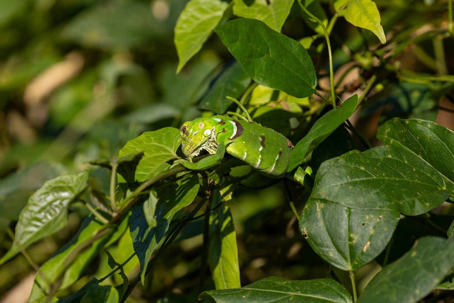 Green iguana