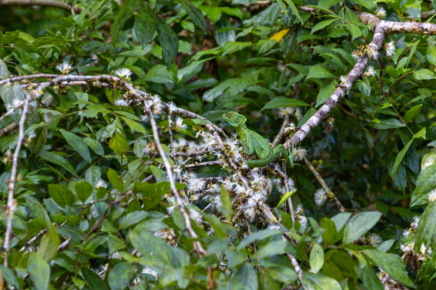 Costa Rica