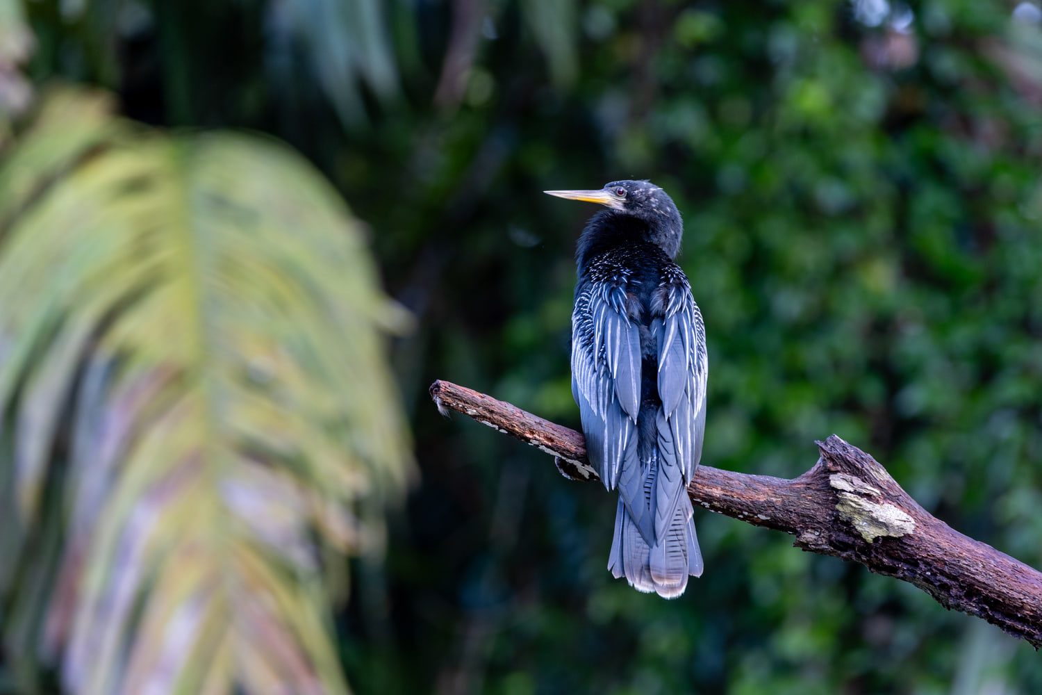 Anhinga
