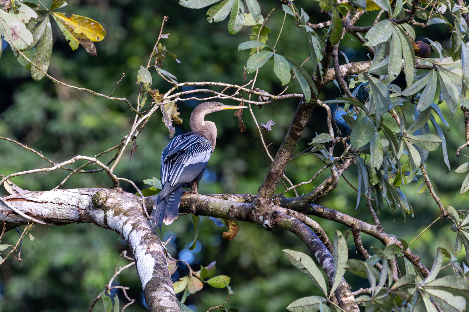 Anhinga