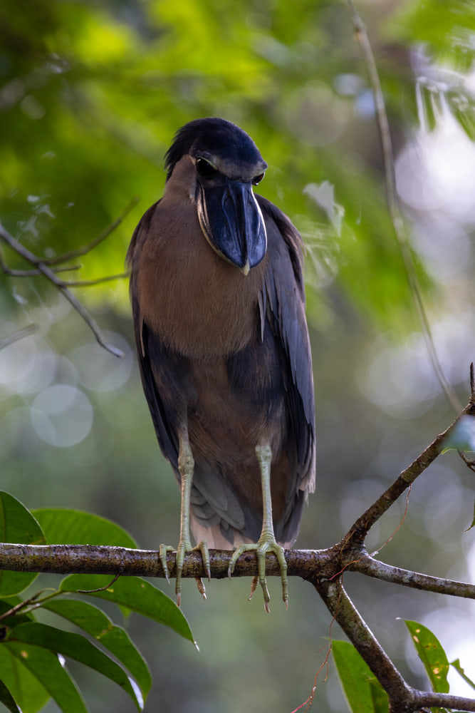 Boat-billed herons