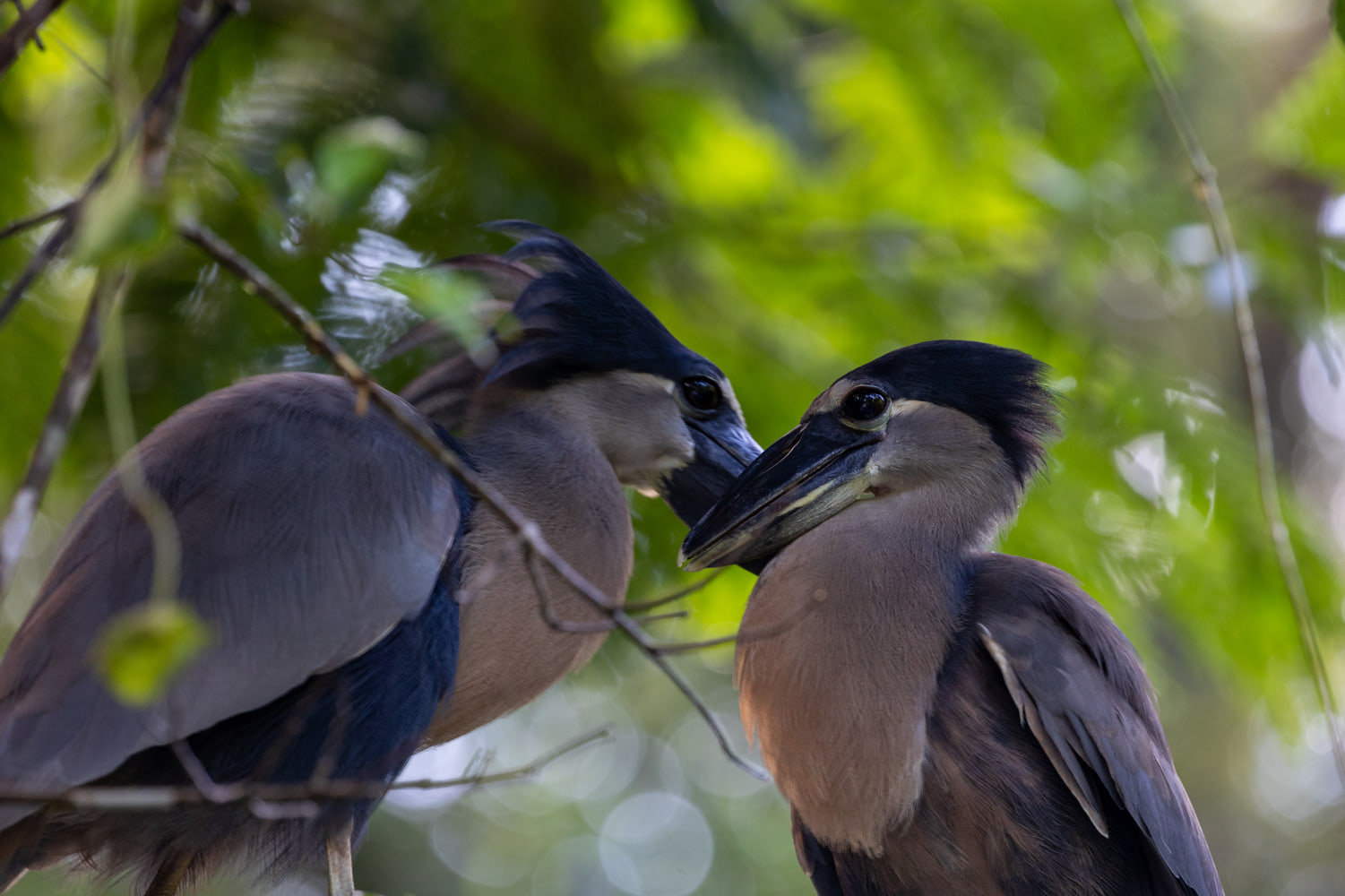 Boat-billed herons