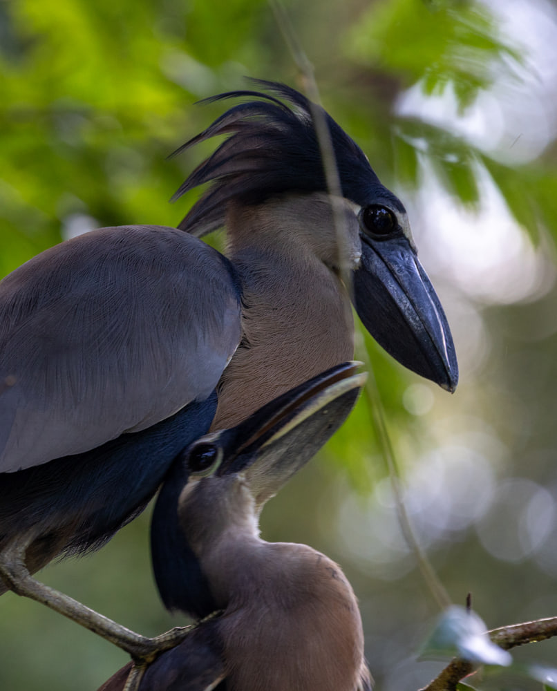 Boat-billed herons
