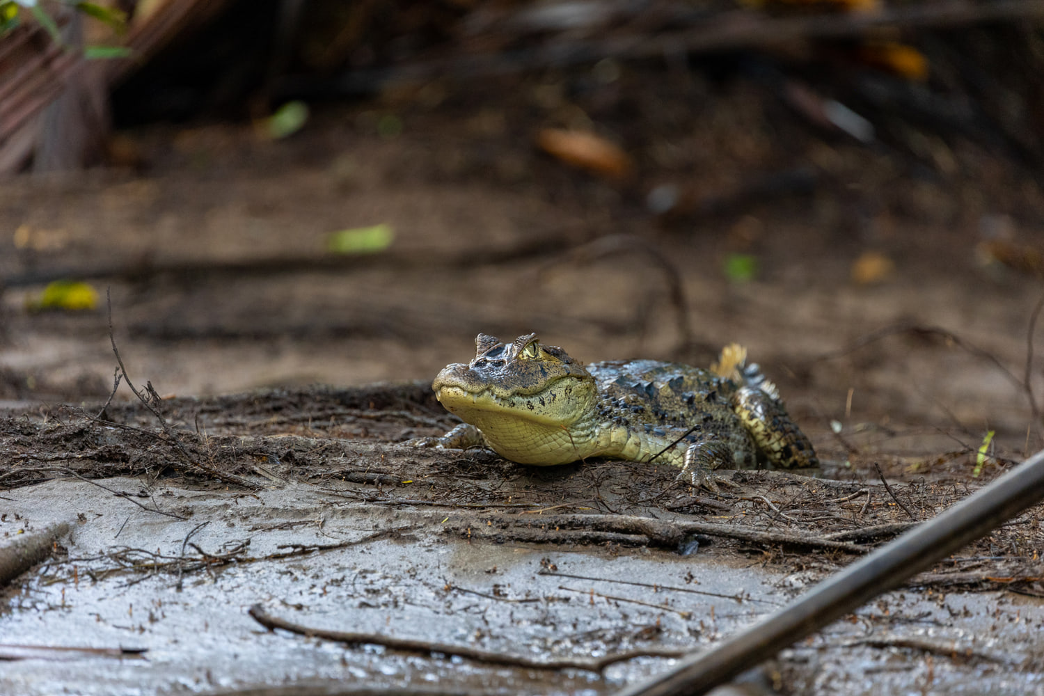 Spectacled caiman