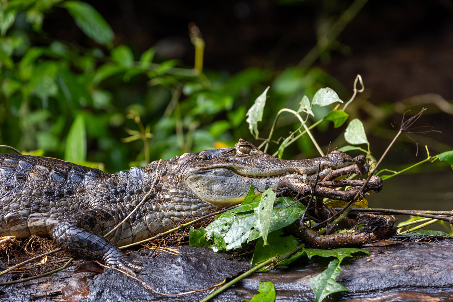 Spectacled caiman